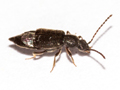 Lesteva longoelytrata